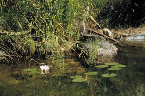 Seerose neben einem Baumstamm