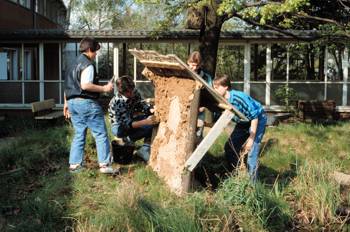 Bau der Bienenwand durch Schler