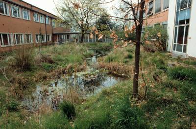 Wassergarten im Frhjahr