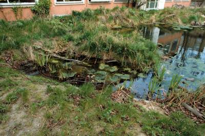 Wassergarten im Frhjahr