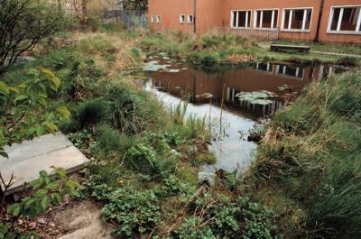 Wassergarten im Frhjahr