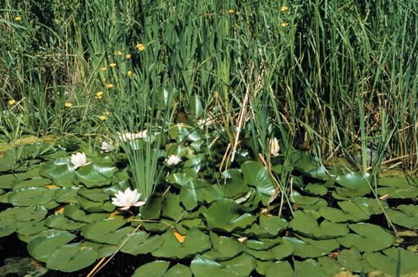 Seerosen und Rohrkolben am Wassergarten
