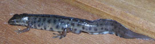 mnnlicher Teichmolch