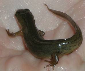 weiblicher Teichmolch