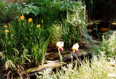 Wassergarten