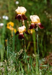 Orchideenart am Schulteich