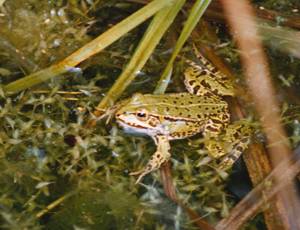 Teichfrosch