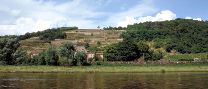 Weinberge bei Meissen
