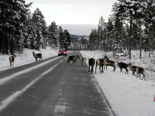 Rentiere auf der Strae